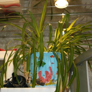 хлорофитум