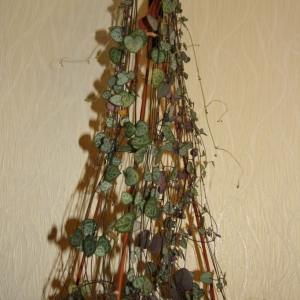 циропегия вуда