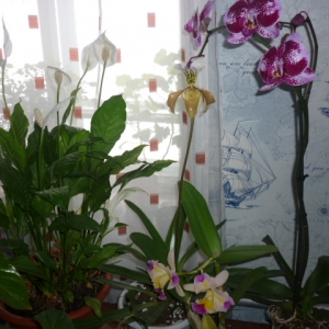 p1020404