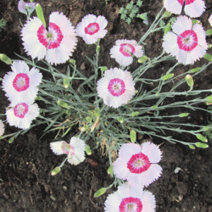 гвоздика-пер