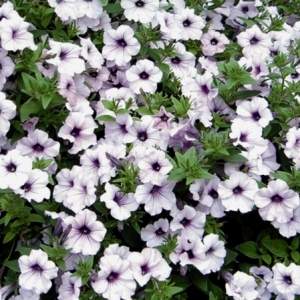 petunia taidal veiv silver 080081 enl