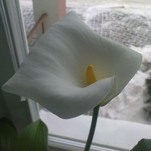 калла зимой