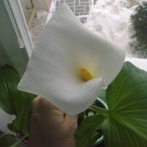 калла зимой2