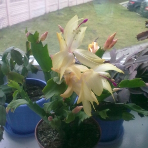 декабрист золотой