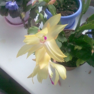 декабрист золотой2