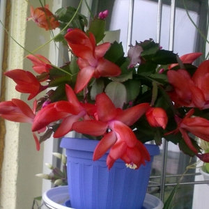 декабр красный