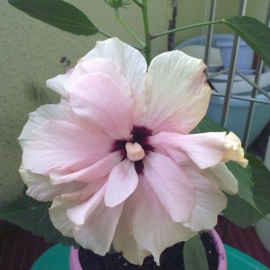 гибискус бабкин