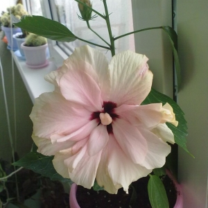 гибискус бабкин 3