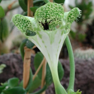 ceropegia sandersonii