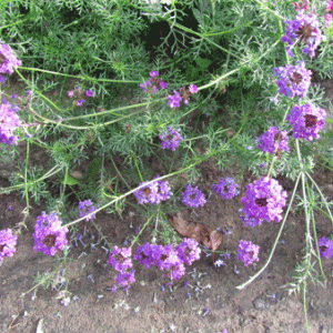 вербена-тонкорассеченная