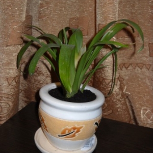 dscn5209