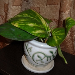 dscn5210