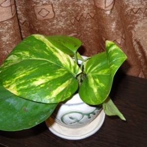 dscn5213