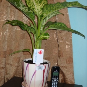 dscn5216