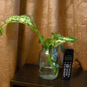 dscn5228