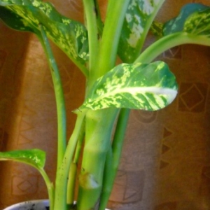 dscn5226