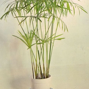 cyperus alternifolius 01[1]