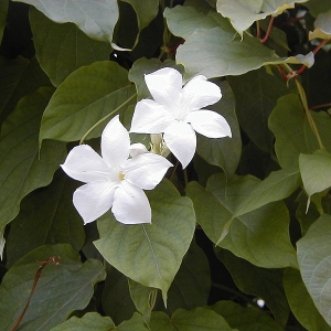 800px-mandevilla suaveolens