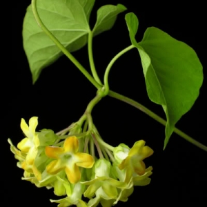 telosma cordata