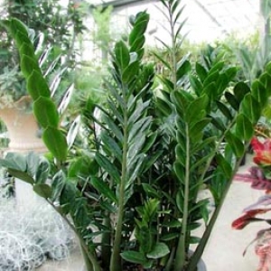 zamioculcas5