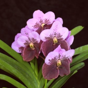 (v. sanderiana x v. boonchoo) x v. taweesuksa