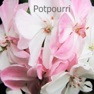 potpourri1