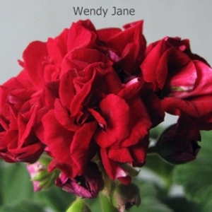 wendy jane2