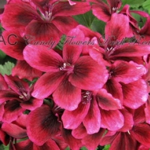 рас candy flowers dark red