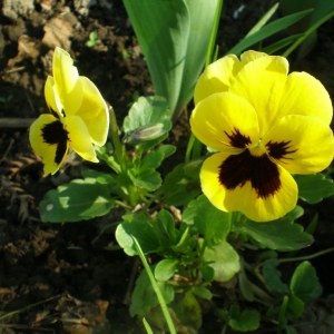 p5060005