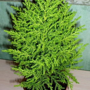 кипарисовик2