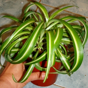 p8130002