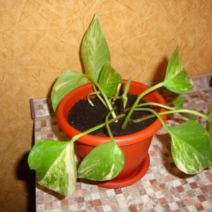 dsc00385