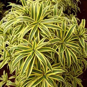 dracaena-goldieana