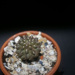 copiapoa hypogaea