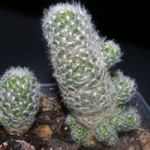 mammillaria baumii долихотеле баумии