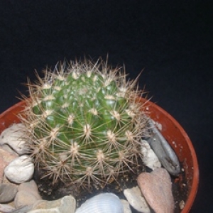 mammillaria nunezii