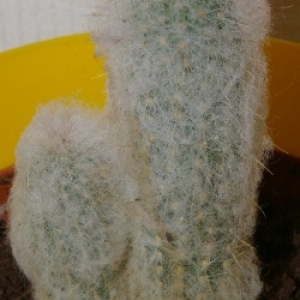 espospoa sp austrocephalocereus dybowskii