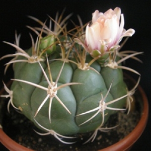 gymnocalycium saglione v. longispinum - гимнокалициум саглиона разн. лонгиспина