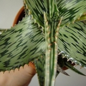 Aloe somaliensis3