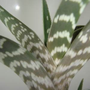 Aloe variegata2