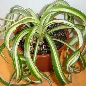 Chlorophytum Bonnie1