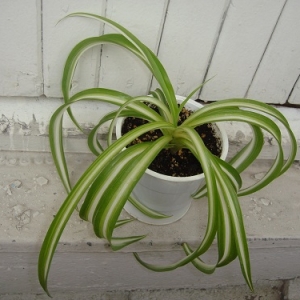 Chlorophytum Bonnie2