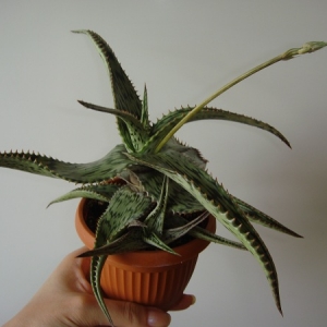 Aloe somaliensis1