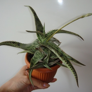 Aloe somaliensis2