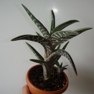 Aloe variegata1