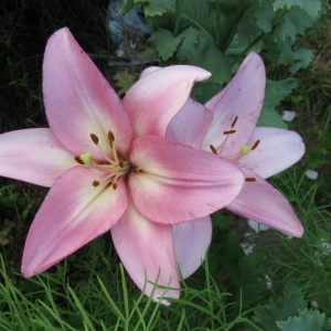 lilium