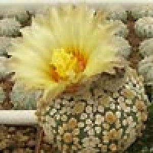 Astrophitum asretias «Ooibo» 2с 30руб