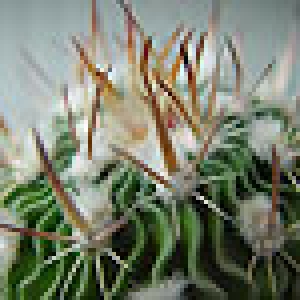 Echinofossulocactus hybr. 3c  15 руб