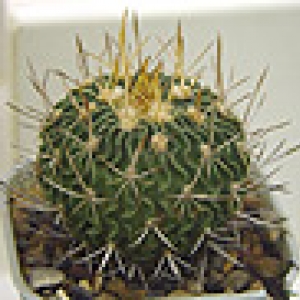 Echinofossulocactus ochoterenaus 2c  15 руб