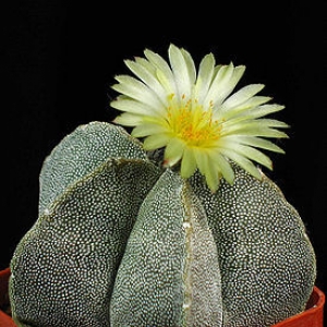 275px-astrophytum myriostigma first flower